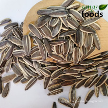 Diferentes tipos de sementes de girassol 361 363 601 5009